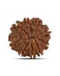 9 Mukhi Rudraksha (Nepal) 22.53 MM