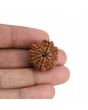9 Mukhi Rudraksha (Nepal) 22.53 MM