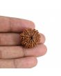 9 Mukhi Rudraksha (Nepal) 22.53 MM