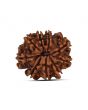 9 Mukhi Rudraksha (Nepal) 20.93 MM