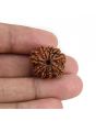9 Mukhi Rudraksha (Nepal) 20.93 MM
