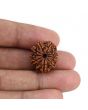 9 Mukhi Rudraksha (Nepal) 20.93 MM