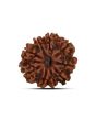 9 Mukhi Rudraksha (Nepal) 22.27 MM