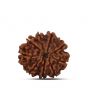9 Mukhi Rudraksha (Nepal) 22.27 MM