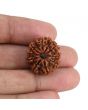 9 Mukhi Rudraksha (Nepal) 22.27 MM