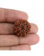 9 Mukhi Rudraksha (Nepal) 22.27 MM