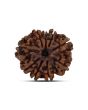 9 Mukhi Rudraksha (Nepal) 22.44 MM