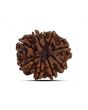 9 Mukhi Rudraksha (Nepal) 22.44 MM