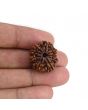 9 Mukhi Rudraksha (Nepal) 22.44 MM