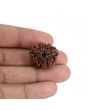 9 Mukhi Rudraksha (Nepal) 22.44 MM
