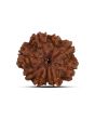 9 Mukhi Rudraksha (Nepal) 22.23 MM