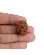 9 Mukhi Rudraksha (Nepal) 22.23 MM