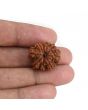 9 Mukhi Rudraksha (Nepal) 22.23 MM