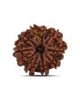 9 Mukhi Rudraksha (Nepal) 21.23 MM
