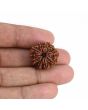 9 Mukhi Rudraksha (Nepal) 21.23 MM