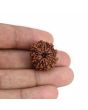 9 Mukhi Rudraksha (Nepal) 21.23 MM