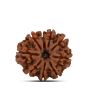 9 Mukhi Rudraksha (Nepal) 24.69 MM
