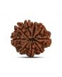 9 Mukhi Rudraksha (Nepal) 24.69 MM
