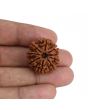 9 Mukhi Rudraksha (Nepal) 24.69 MM