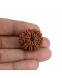 9 Mukhi Rudraksha (Nepal) 24.69 MM
