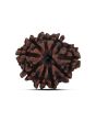 9 Mukhi Rudraksha (Nepal) 22.8 MM