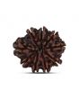 9 Mukhi Rudraksha (Nepal) 22.8 MM