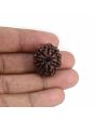 9 Mukhi Rudraksha (Nepal) 22.8 MM