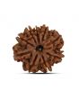 9 Mukhi Rudraksha (Nepal) 23.79 MM