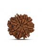 9 Mukhi Rudraksha (Nepal) 23.79 MM