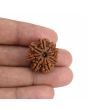 9 Mukhi Rudraksha (Nepal) 23.79 MM