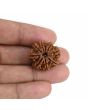 9 Mukhi Rudraksha (Nepal) 23.79 MM
