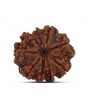 9 Mukhi Rudraksha (Nepal) 21.23 MM