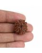 9 Mukhi Rudraksha (Nepal) 21.23 MM