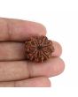 9 Mukhi Rudraksha (Nepal) 21.23 MM