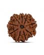 9 Mukhi Rudraksha (Nepal) 22.63 MM