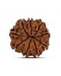 9 Mukhi Rudraksha (Nepal) 22.63 MM