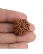 9 Mukhi Rudraksha (Nepal) 22.63 MM