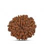 9 Mukhi Rudraksha (Nepal) 21.37 MM
