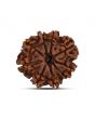 9 Mukhi Rudraksha (Nepal) 23 MM