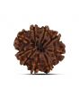 9 Mukhi Rudraksha (Nepal) 23 MM