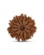 9 Mukhi Rudraksha (Nepal) 21.65 MM