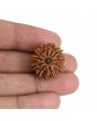 9 Mukhi Rudraksha (Nepal) 21.65 MM