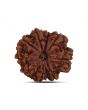9 Mukhi Rudraksha (Nepal) 21.69 MM