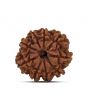9 Mukhi Rudraksha (Nepal) 20.31 MM
