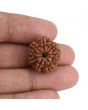 9 Mukhi Rudraksha (Nepal) 20.31 MM