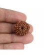 9 Mukhi Rudraksha (Nepal) 20.31 MM