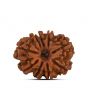 9 Mukhi Rudraksha (Nepal) 23.54 MM
