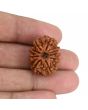 9 Mukhi Rudraksha (Nepal) 23.54 MM
