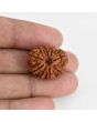 9 Mukhi Rudraksha (Nepal) 23.54 MM