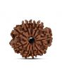 9 Mukhi Rudraksha (Nepal) 23.72 MM